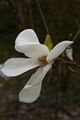 Magnolia salicifolia-11 Magnolia wierzbolistna